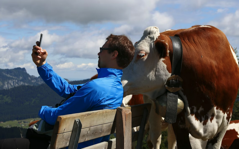 garçon en veste bleue assis sur un banc en bois brun avec une vache blanche et brune sur son - Unsplashed